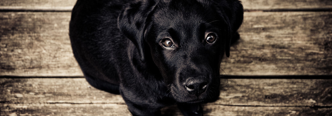 A dog inside a building